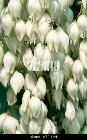 Adams Nadel / schwach-Leef Yucca Stockfoto