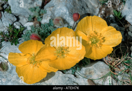 Rhätische Mohn Stockfoto