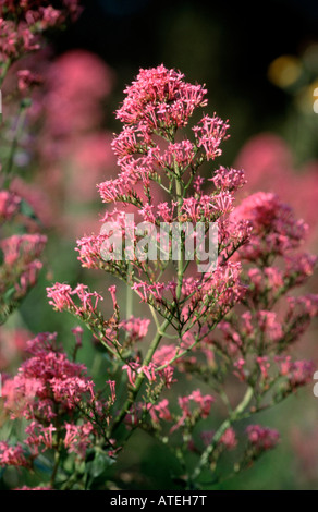 Roter Baldrian / Spur Baldrian / Jupiter Bart / Rote Spornblume Stockfoto