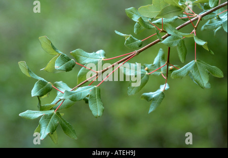 Montpellier-Ahorn Stockfoto