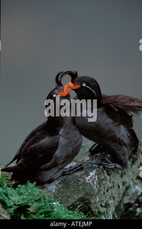 Hauben-Auklet Stockfoto