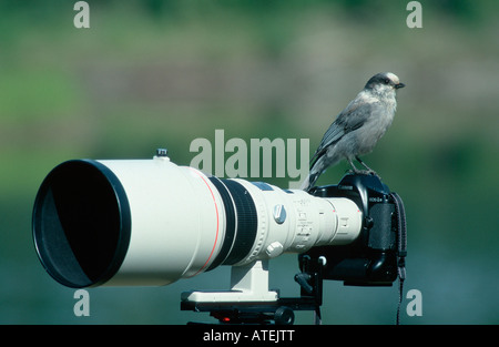 Grau-Jay Stockfoto