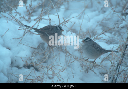 Weiß – Crowned Sparrow Stockfoto