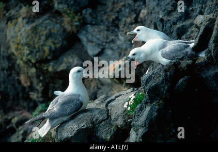 Nördlichen Fulmar Stockfoto