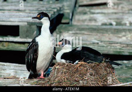 König Kormoran / King Shag Stockfoto