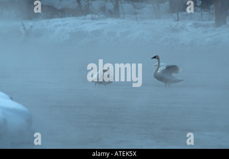 Trompeter Schwan Stockfoto