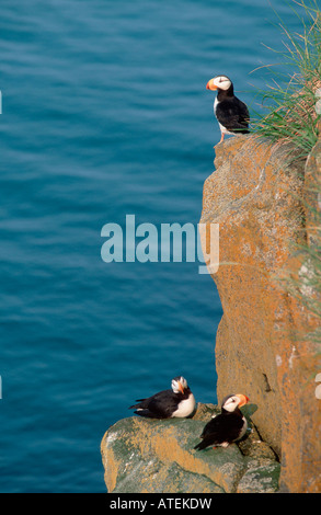 Gehörnte Puffin Stockfoto