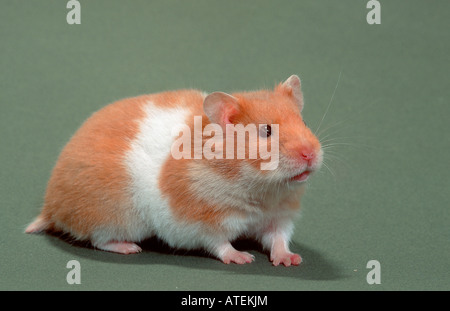 Goldhamster Stockfoto