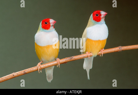 Prachtfinkenart Finch Stockfoto