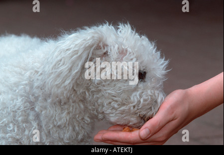 Mischling Hund Stockfoto