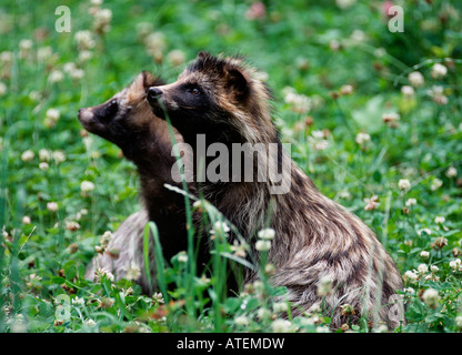 Marderhund / Enok Stockfoto