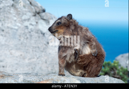 Gemeinsamen Rock Hyrax / Rock Klippschliefer / Kap-Klippschliefer Stockfoto