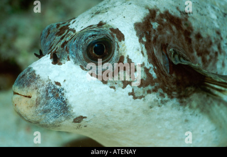 Maskiert Puffer / Maskenkugelfisch Stockfoto