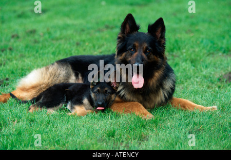 Deutscher Schäferhund / Elsässer Stockfoto