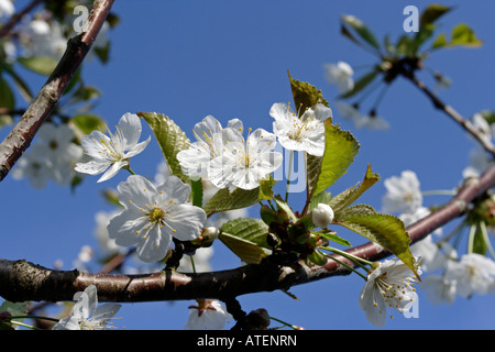 Blühende Kirschbäume Baum Stockfoto