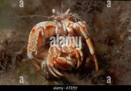 Großen Einsiedlerkrebs / Nordsee-Einsiedlerkrebs / Tafel Einsiedler Stockfoto