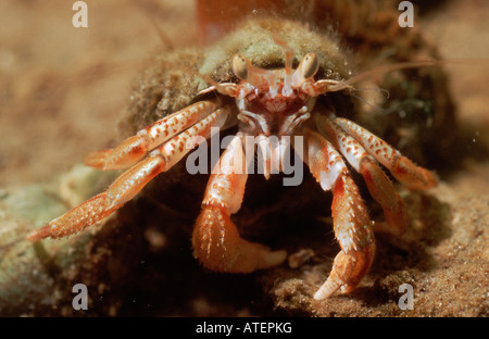 Großen Einsiedlerkrebs / Nordsee-Einsiedlerkrebs / Tafel Einsiedler Stockfoto