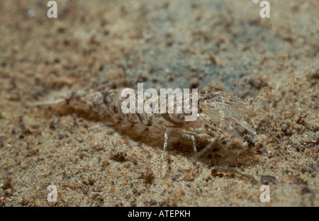 Gemeinsamen europäischen Shrimps / Garnelen Brown / Nordseegarnele / Granat / Porree Stockfoto