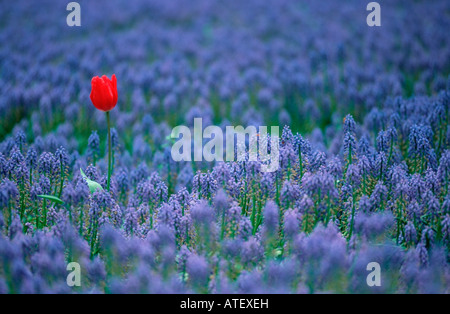 Tulpen und Traubenhyazinthen Stockfoto