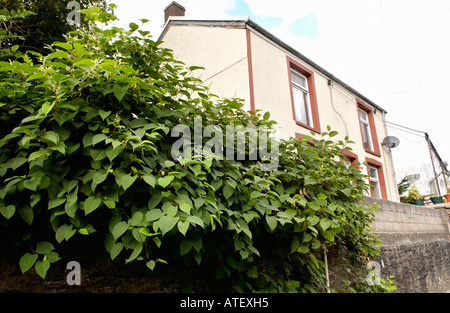 Japanischer Staudenknöterich wächst Vigerously im Rhondda Tal ist endemisch in den industriellen Tälern des South Wales UK Stockfoto