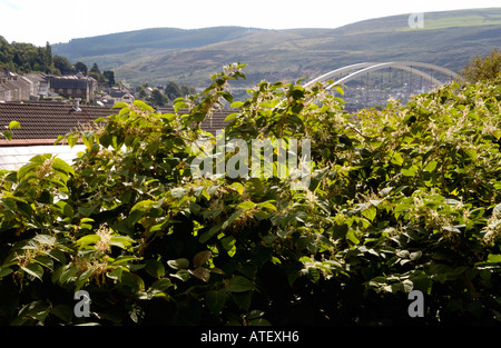 Japanischer Staudenknöterich wächst Vigerously im Rhondda Tal ist endemisch in den industriellen Tälern des South Wales UK Stockfoto