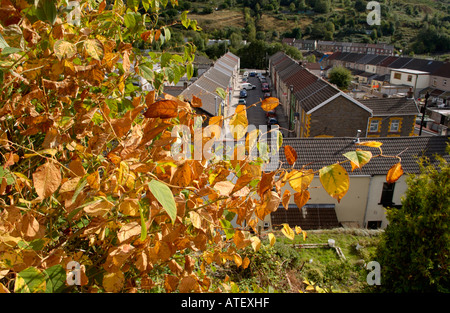 Japanischer Staudenknöterich wächst Vigerously im Rhondda Tal ist endemisch in den industriellen Tälern des South Wales UK Stockfoto