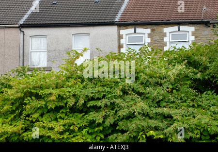 Japanischer Staudenknöterich wächst Vigerously im Rhondda Tal ist endemisch in den industriellen Tälern des South Wales UK Stockfoto