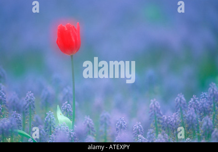 Tulpen und Traubenhyazinthen Stockfoto