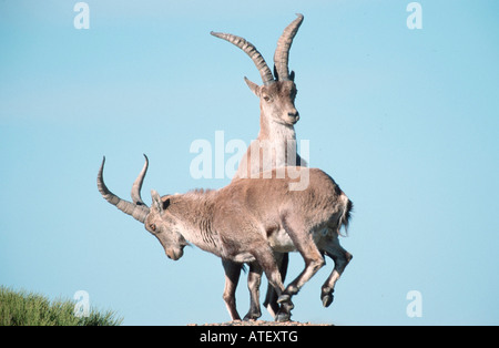 Spanischer Steinbock Stockfoto