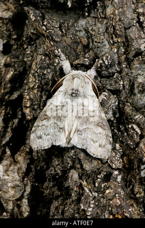 Blasse Grasbüschel Calliteara Pudibunda auf Baum Potton bedfordshire Stockfoto