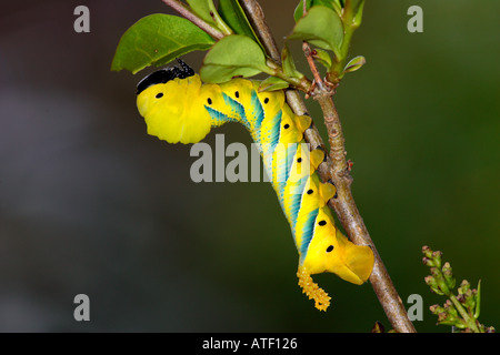 Tod s Kopf Hawkmoth Acherontia Atropos Larven ernähren sich von Liguster Potton bedfordshire Stockfoto