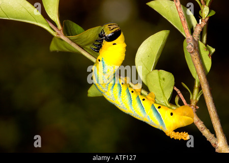 Tod s Kopf Hawkmoth Acherontia Atropos Larven ernähren sich von Liguster Potton bedfordshire Stockfoto