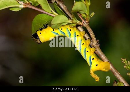 Tod s Kopf Hawkmoth Acherontia Atropos Larven ernähren sich von Liguster Potton bedfordshire Stockfoto