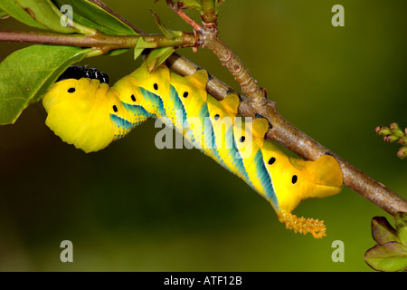 Tod s Kopf Hawkmoth Acherontia Atropos Larven ernähren sich von Liguster Potton bedfordshire Stockfoto