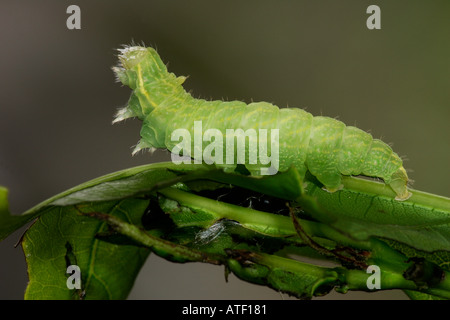 Grün-Silber Linien Pseudoips Prasinana Larven auf Eiche Potton bedfordshire Stockfoto