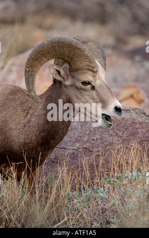 San Diego Kalifornien Halbinsel Bighorn Ram Anza Borrego Desert State Park in Gefahr Stockfoto