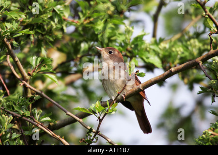 Nachtigall Luscinia Megarhynchos Sitzstangen im Weißdorn Paxton Gruben cambridgeshire Stockfoto