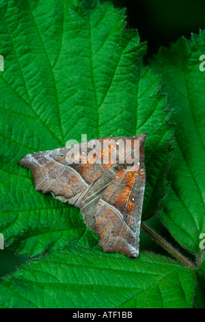 Winkel-Farbtöne-Phologophora Meticulosa auf Blatt Potton bedfordshire Stockfoto