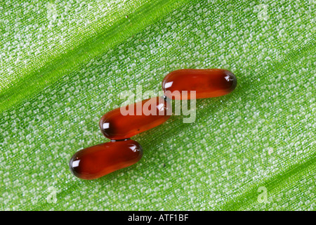 Lilly Eiablage Käfer Liloceris Lili auf lilly Blatt Potton bedfordshire Stockfoto