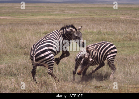 Zwei Ebenen Zebra-Hengste Interaktion sozial zeigt aggressives Verhalten gegenüber einander innerhalb der Ngorongoro Crat Stockfoto