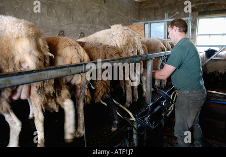 Melken einer Schafherde Poll Dorset und Poll Dorset X zu Caws Mynydd Du Milch Sheeps Käse in Talgarth Powys Mid Wales UK Stockfoto