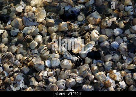 Muscheln im Wasser Stockfoto