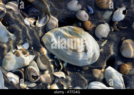 Muscheln im Wasser Stockfoto