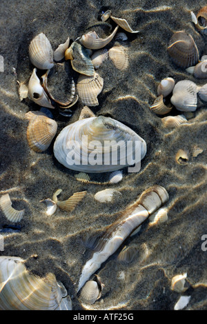 Muscheln im Wasser Stockfoto