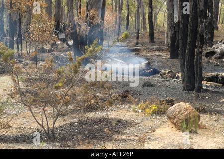 Schwelende Log im Unterholz, Wandern Wald, Western Australia, September Stockfoto