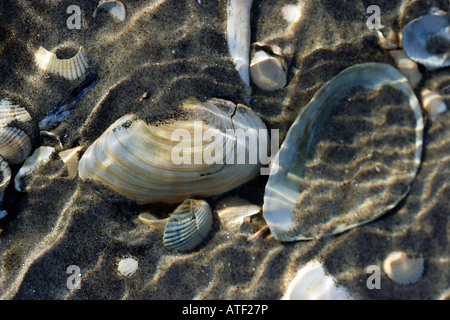 Muscheln im Wasser Stockfoto