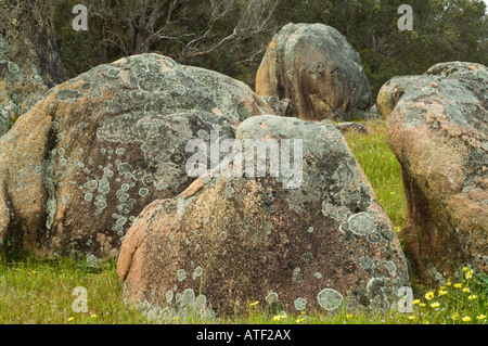 Granit Felsen bedeckt in Flechten mit Cape Unkraut (Arctotheca Ringelblume) Blüte Wandering Narrogin Western Australia September Stockfoto