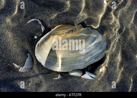 Muscheln im Wasser Stockfoto