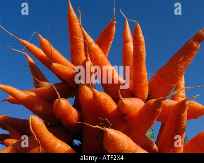 Karotte - Daucus Carota var. Mativue. Am häufigsten verwendete pflanzliche angeordnet in einem Korb für den Verkauf. Mahabaleshwar, Satara, Maharasthra, Stockfoto