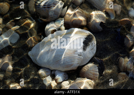 Muscheln im Wasser Stockfoto